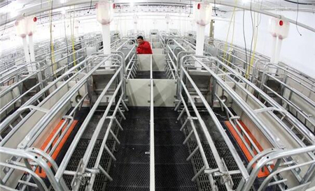 最賺錢規模養豬場建場指南！一個合理的豬場你就成功50%了！